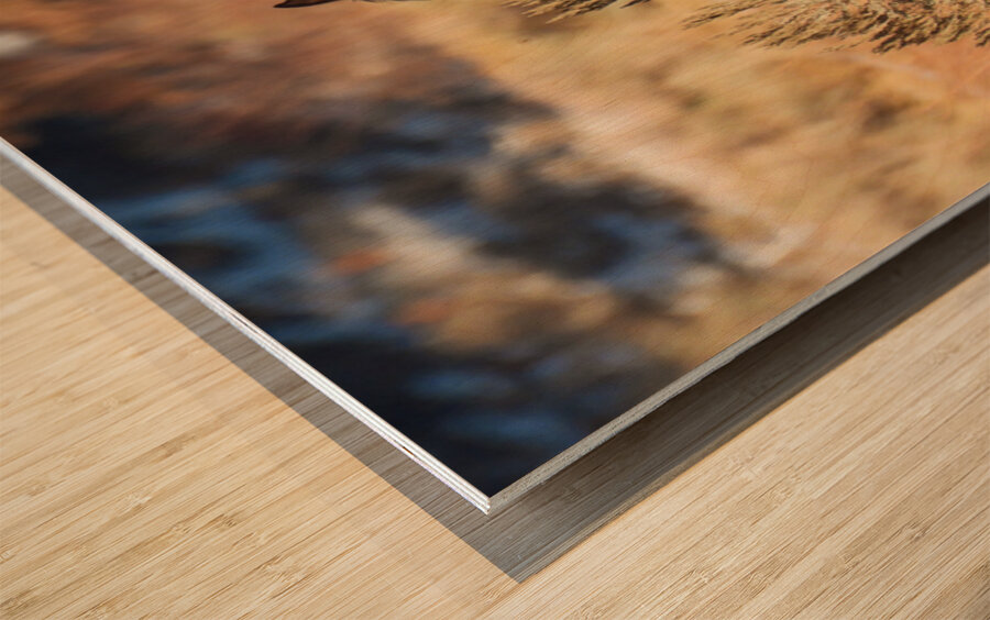 Wild Horse Nevada Series1 Wood print