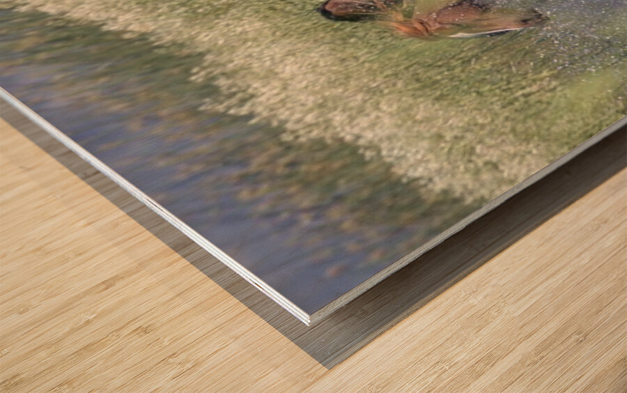 Wild Horse Nevada Series 4 Wood print