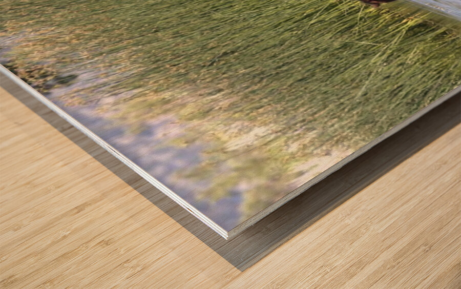 Wild Horse Nevada Series 6 Wood print