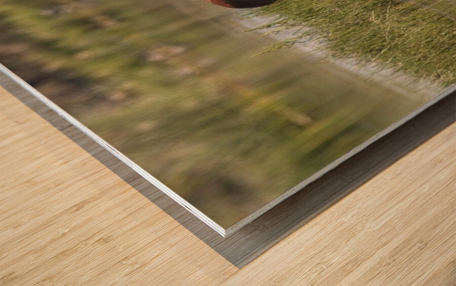 Wild Horse Nevada Series 7 Wood print