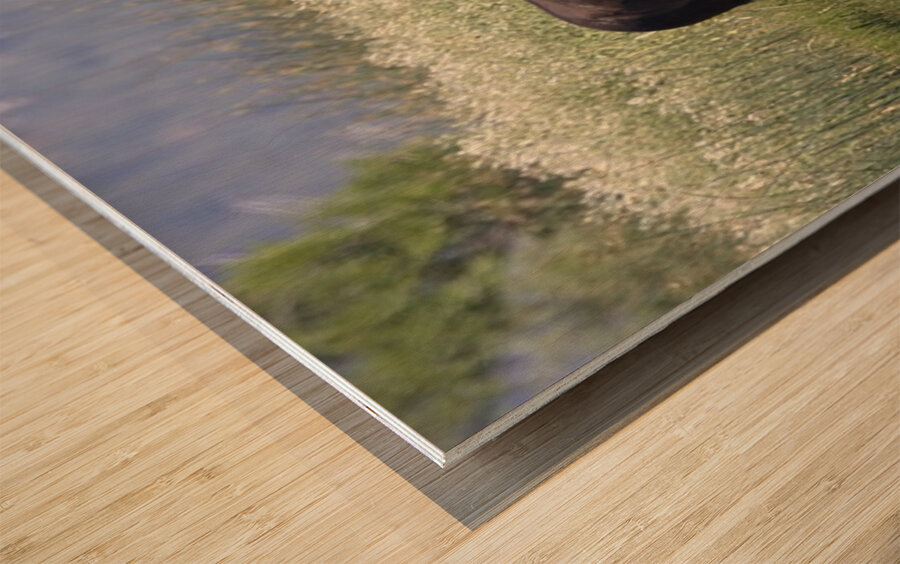 Wild Horse Nevada Series 9 Wood print