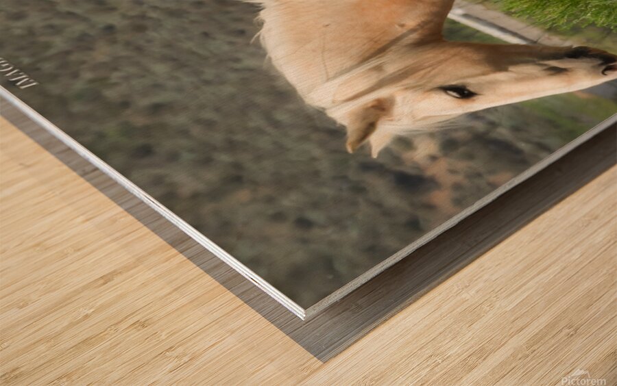 Wild Horse Nevada Series 10 Wood print