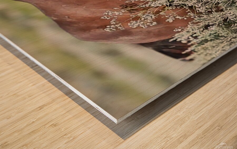 Wild Horse Nevada Series 12 Wood print