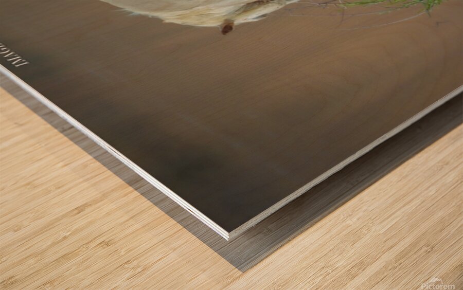 Wild Horse Nevada Series 13 Wood print