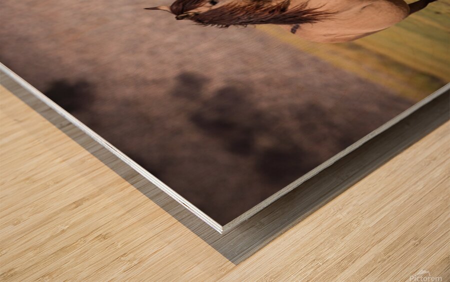 Mono Lake Wild Horse Series 1 Wood print