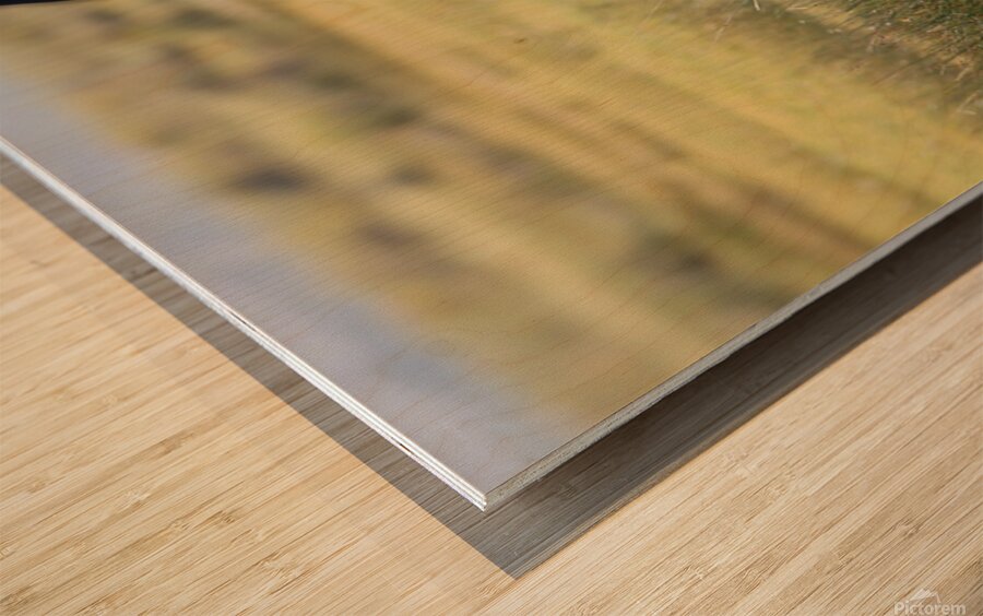 Mono Lake Wild Horse Series 1 Wood print