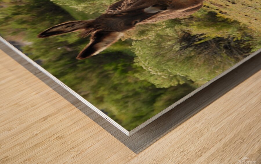 Marietta Wild Burro Range HMA 1 Wood print