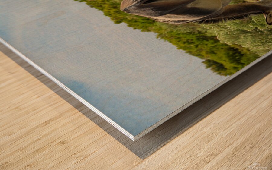 Marietta Wild Burro Range HMA 1 Wood print