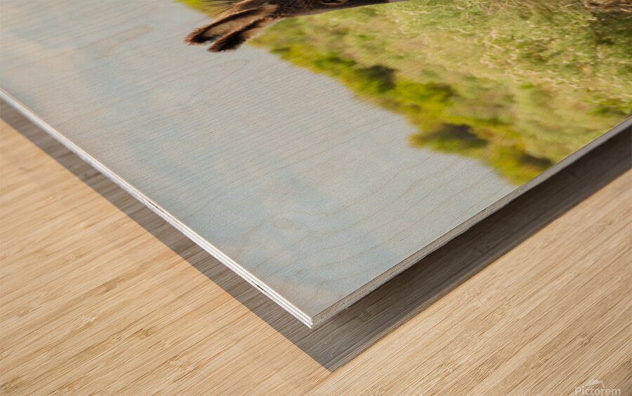 Marietta Wild Burro Range HMA 1 Wood print