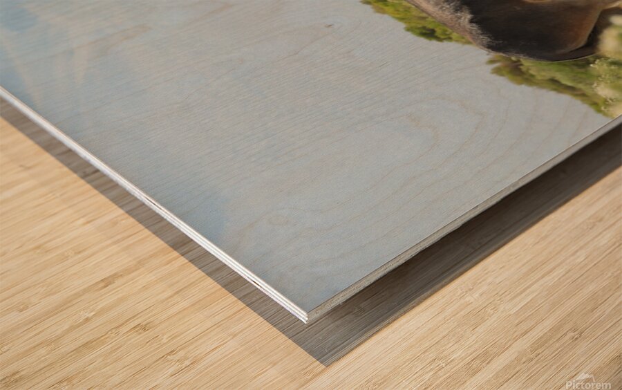 Marietta Wild Burro Range HMA 1 Wood print