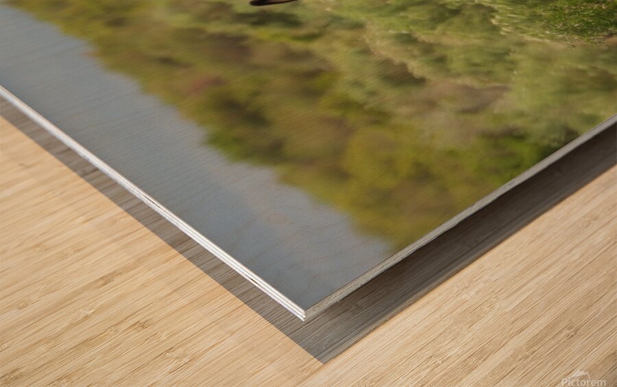 Marietta Wild Burro Range HMA 1 Wood print