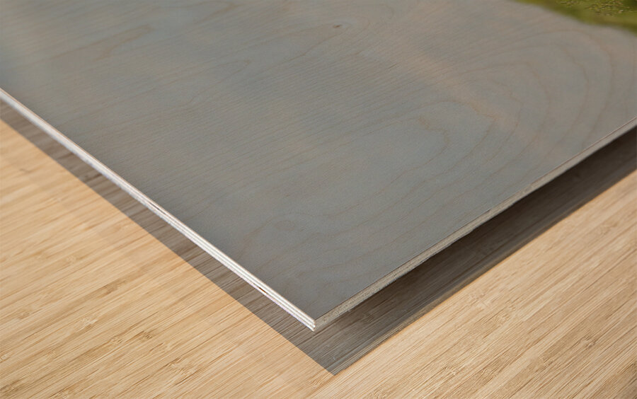 Marietta Wild Burro Range HMA 1 Wood print