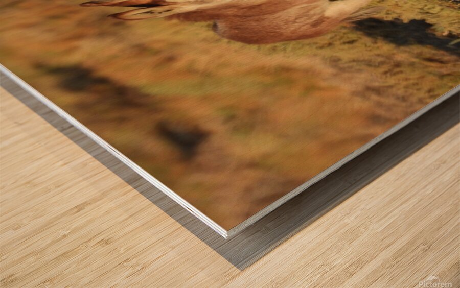 Marietta Wild Burro Range HMA 1 Wood print