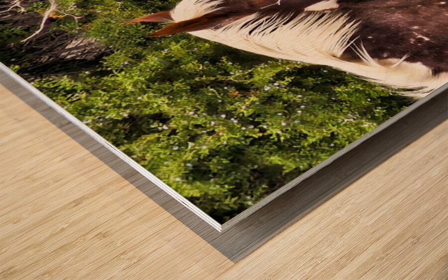 Nevada Mustang series2 Wood print