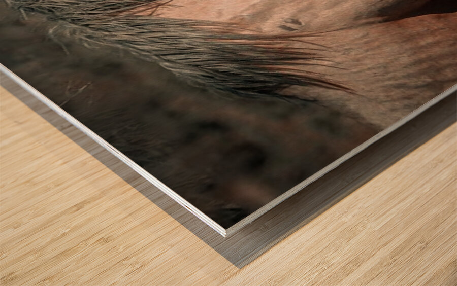 Nevada Mustang series 3 1 Wood print