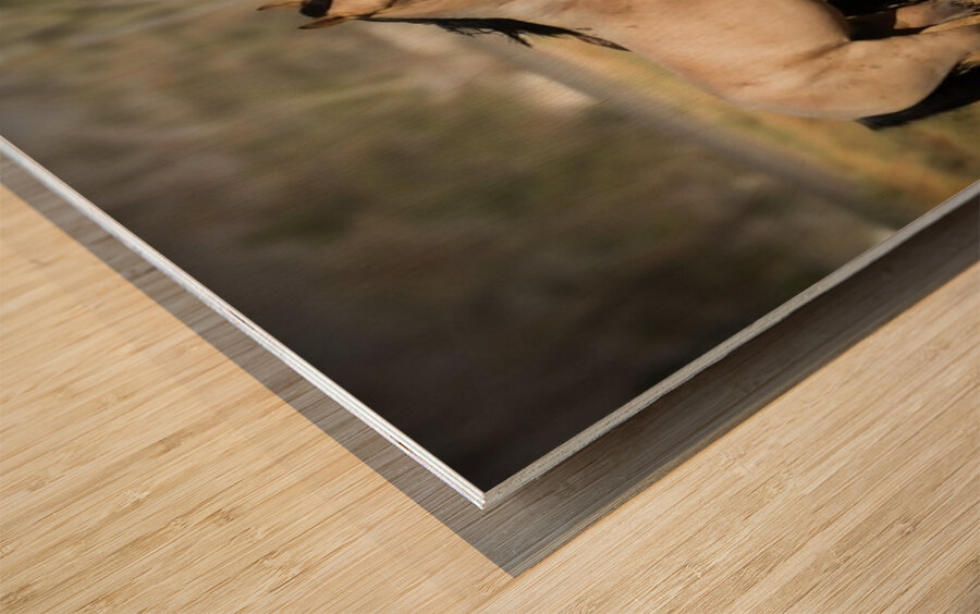 Nevada Mustang series 4 1 Wood print
