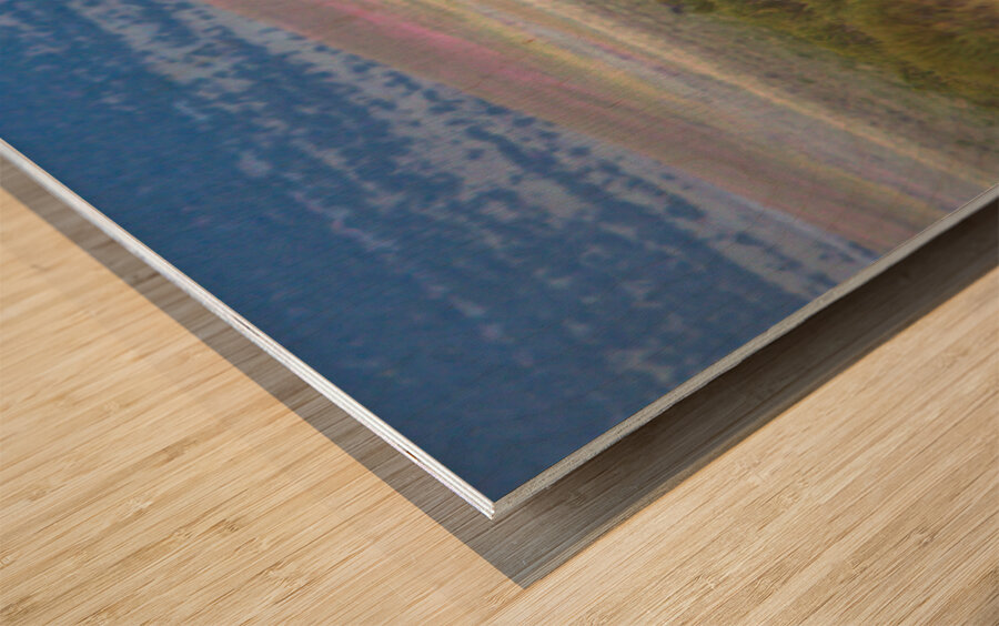 Nevada Mustang series 5 1 Wood print