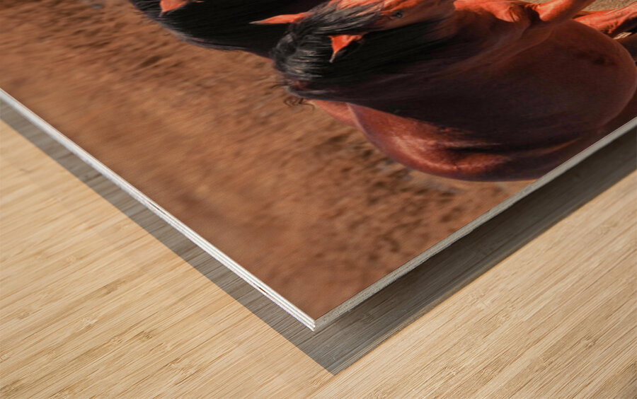 Nevada Mustang series 7 1 Wood print