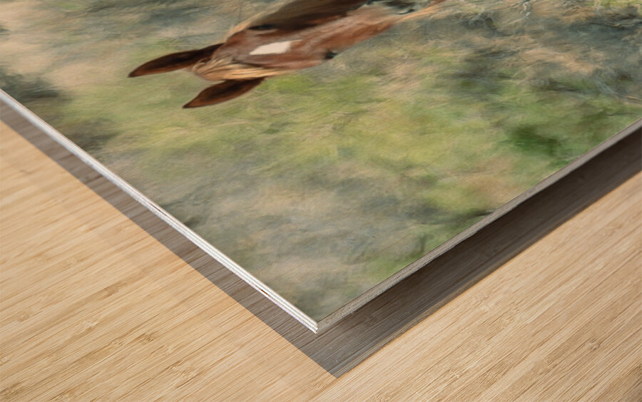 Nevada Mustang series 13 1 Wood print