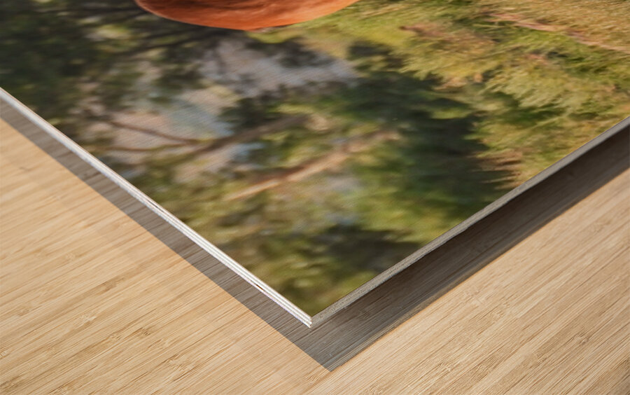 Nevada wild 3 Wood print