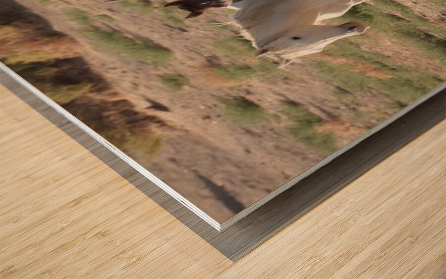 Nevada wild 4 Wood print