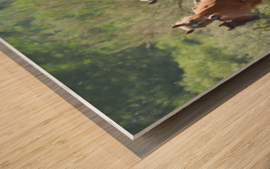 Nevada wild 2 1 Wood print