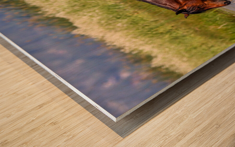 Nevada Mustang 1 1 Wood print