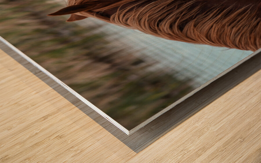 Nevada Mustang 1 3 Wood print