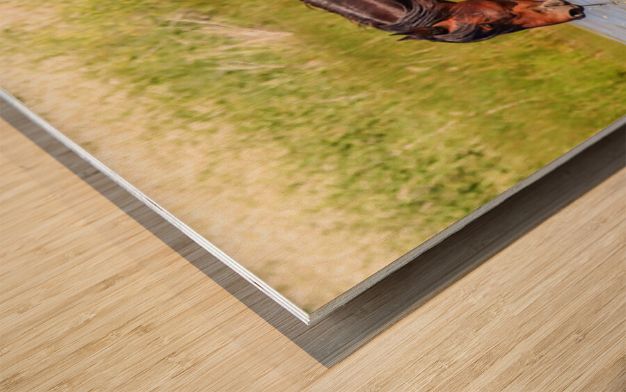 Nevada Mustang 1 4 Wood print