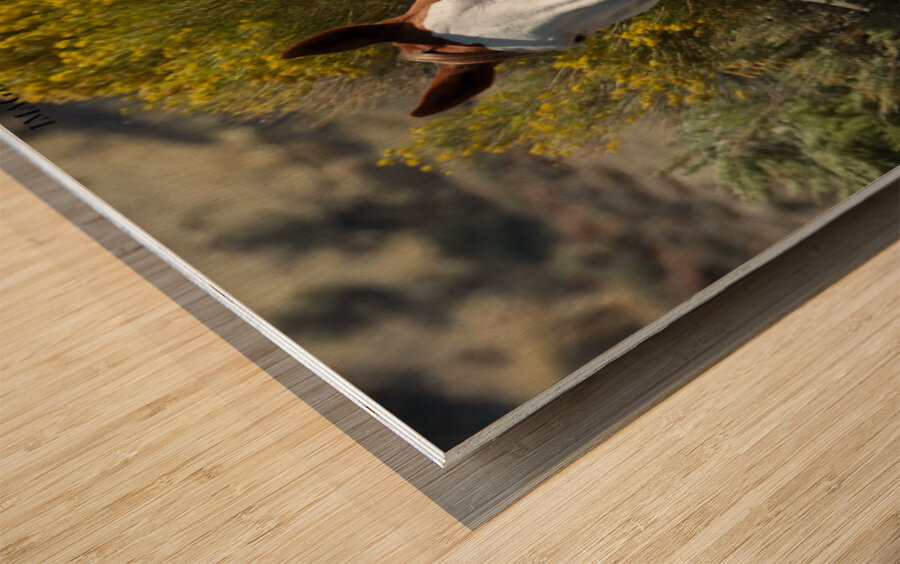 Nevada Mustang 2 7 Wood print