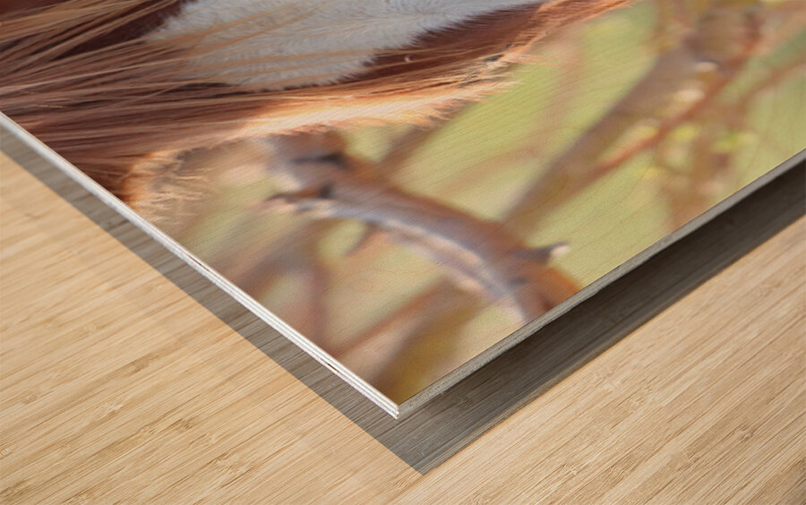 Nevada Wild 12 1 Wood print