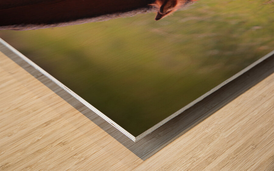 Nevada Wild 13 1 Wood print