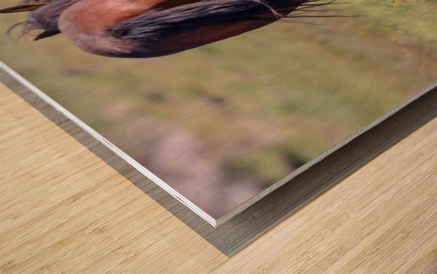 Nevada Wild 14 1 Wood print