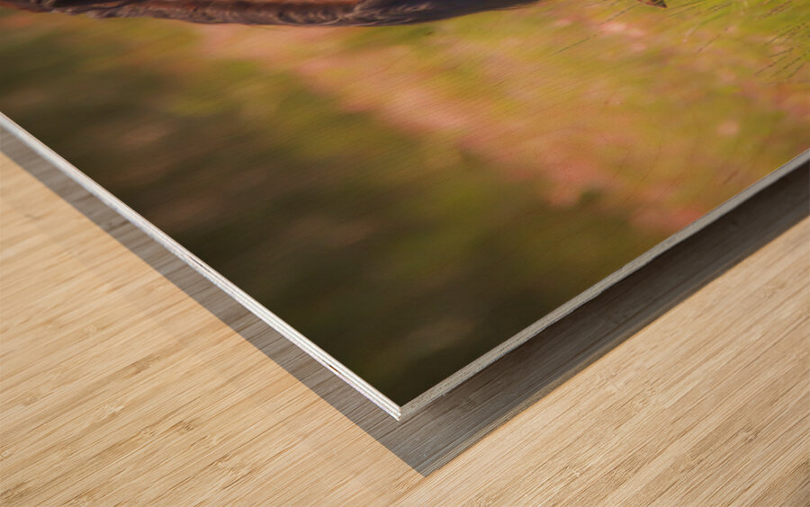 Nevada Wild 165 1 Wood print