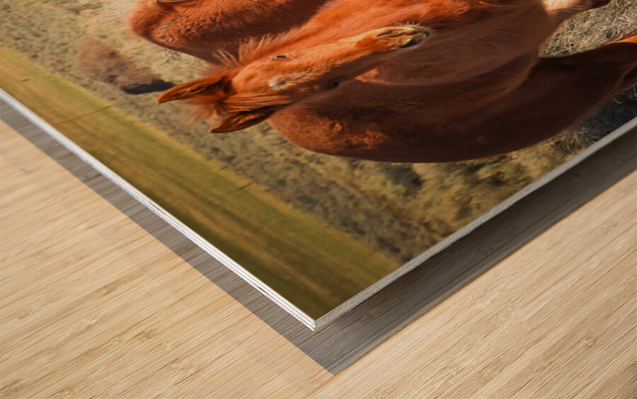 Nevada Wild 165 1 Wood print