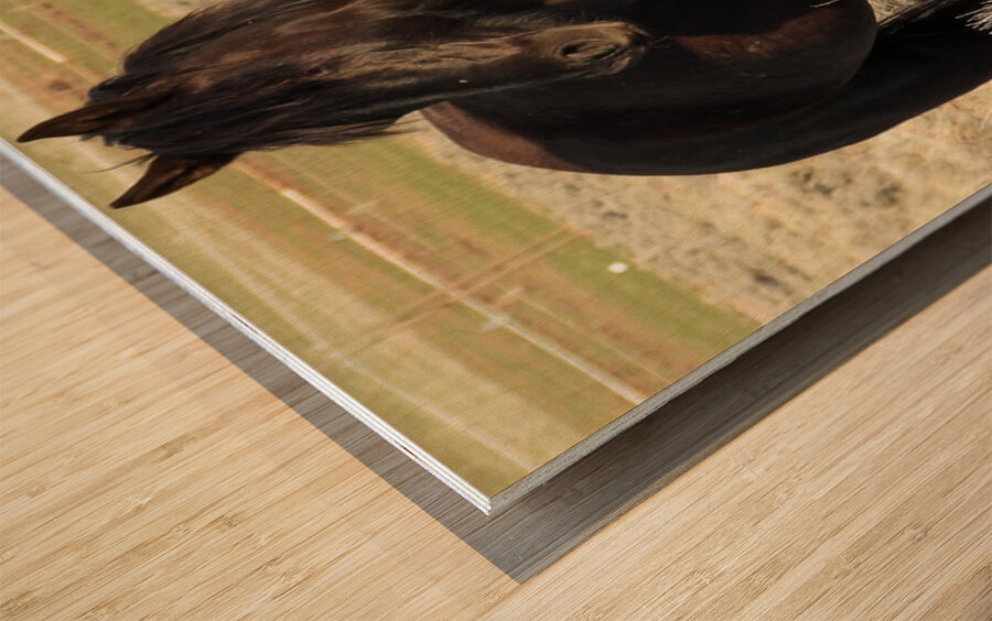 Nevada Wild 165 1 Wood print