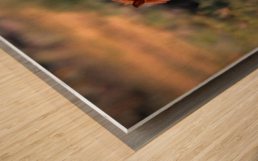 Nevada Wild 165 1 Wood print