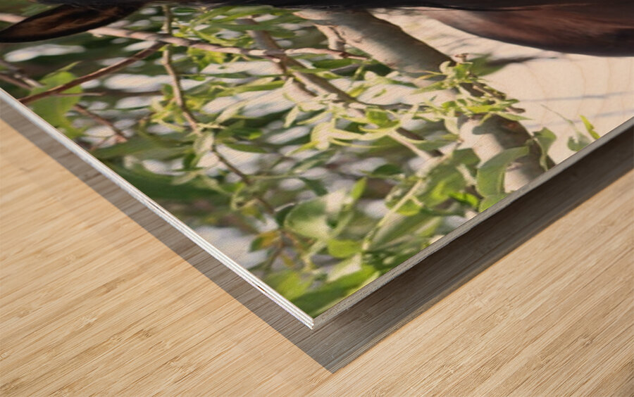 Nevada Wild 165 1 Wood print