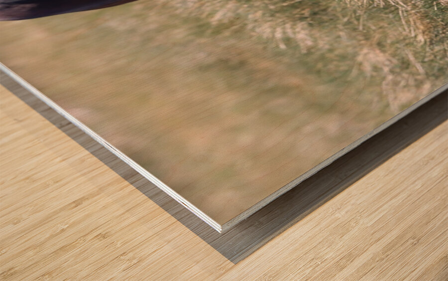 Nevada Wild 165 1 Wood print