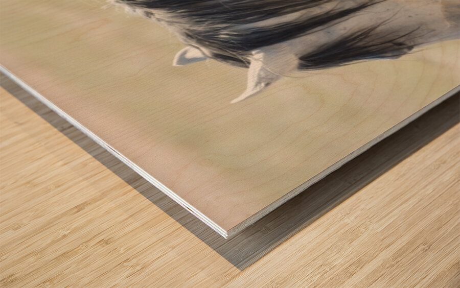 Utah Onaqui Wild Horses Wood print