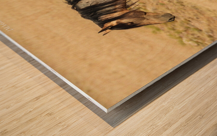 Utah Onaqui Wild Horses Wood print